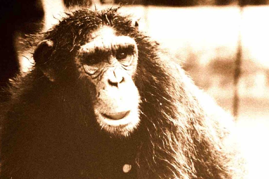 Bondo Ape vs Chimpanzee