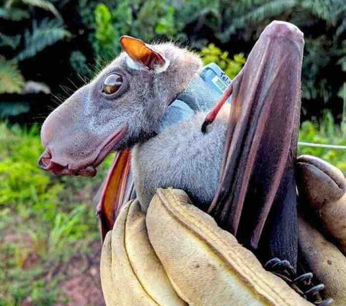 Hammerhead Bat