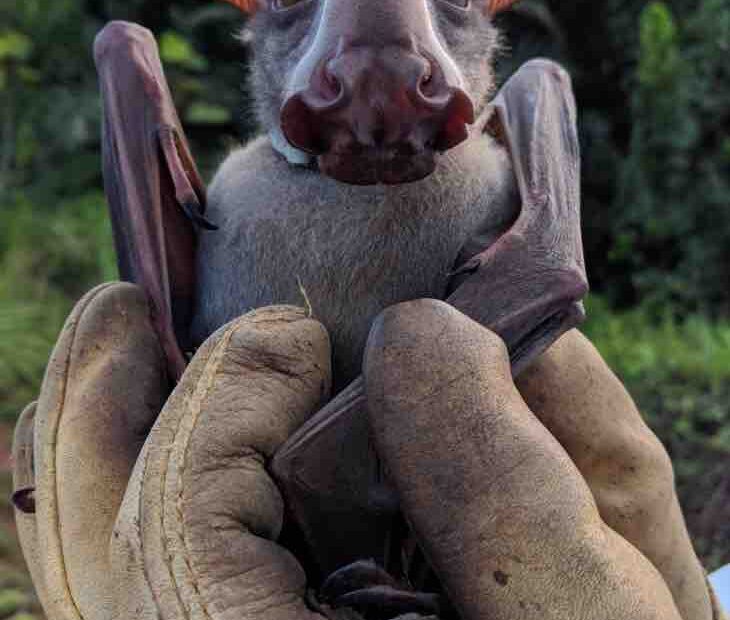 Hammerhead Bats