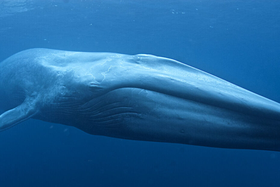 biggest sea creature