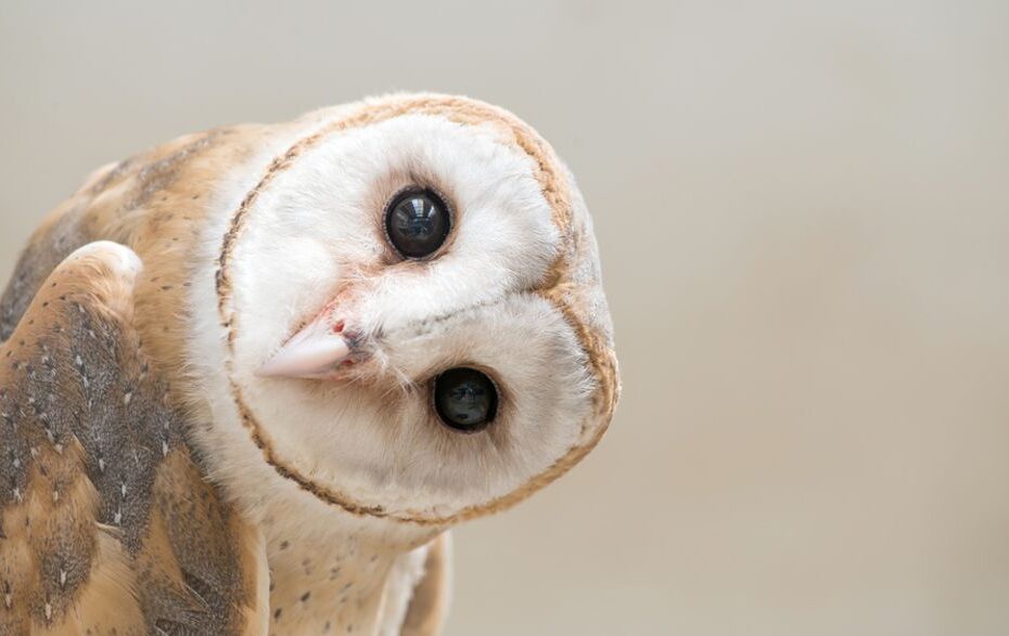 hairless owl
