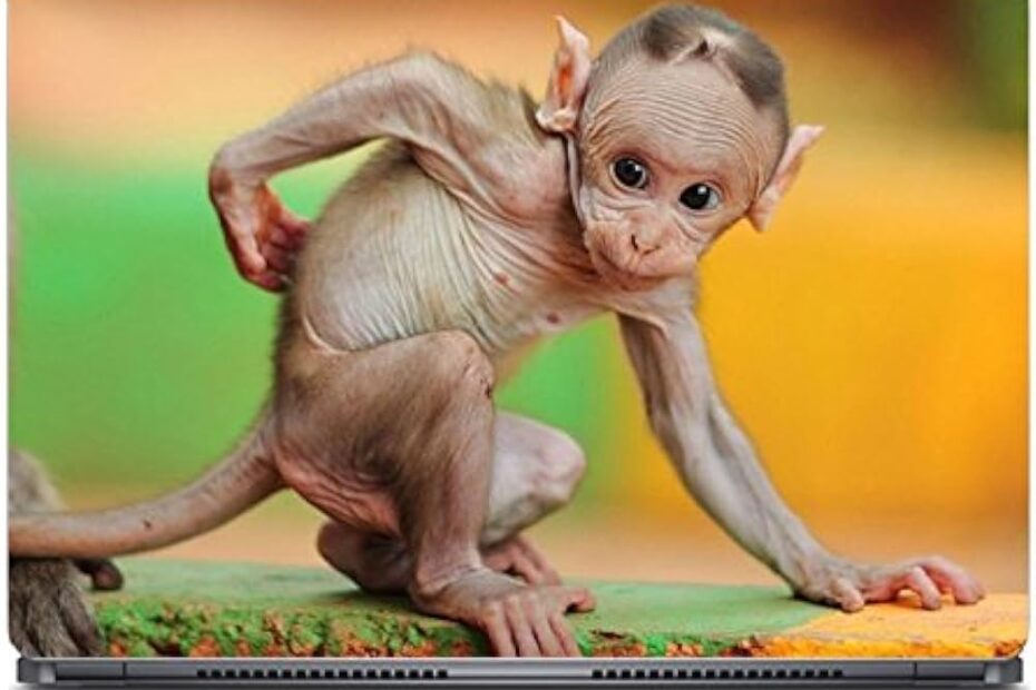 hairless monkey