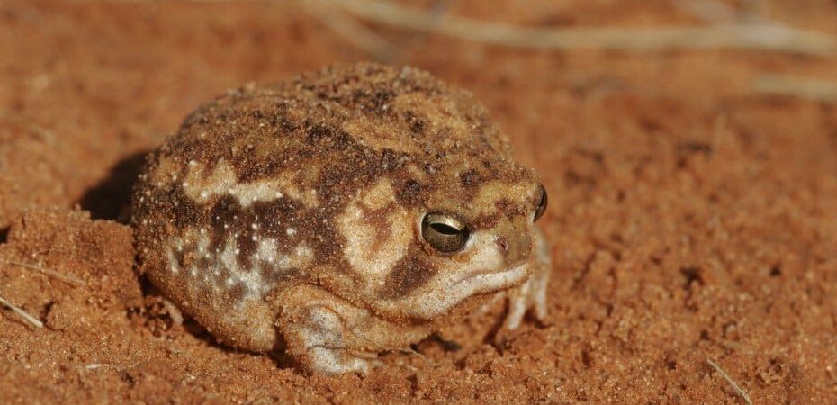 desert rain frog