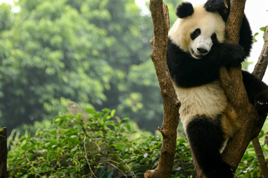 panda without black eyes