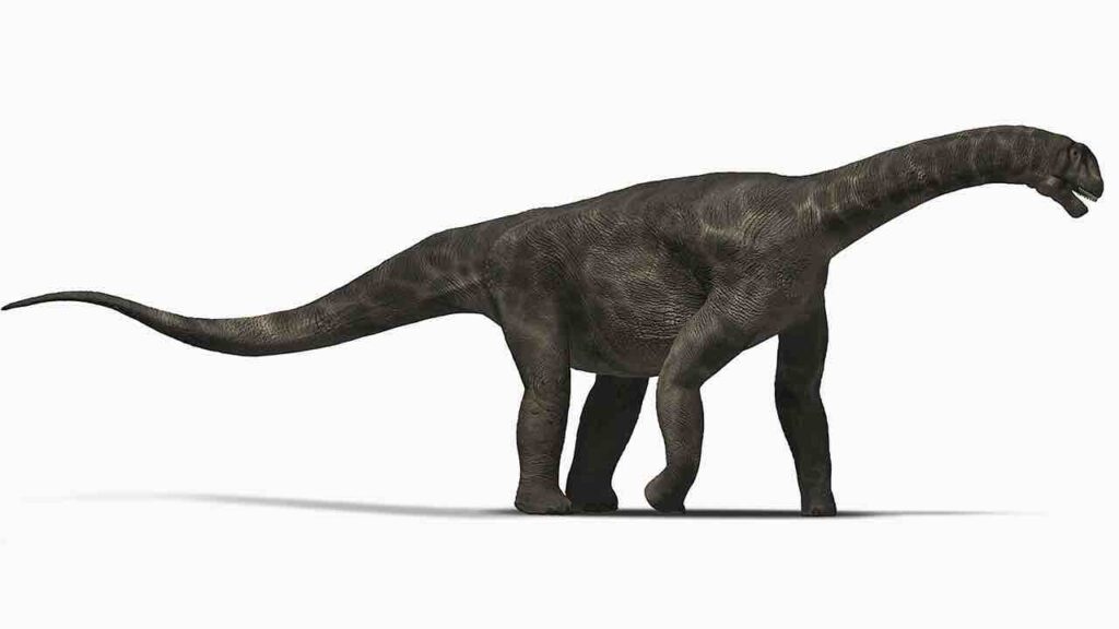 Large Sauropods