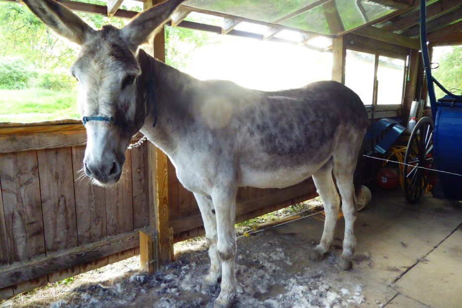 hairless donkey