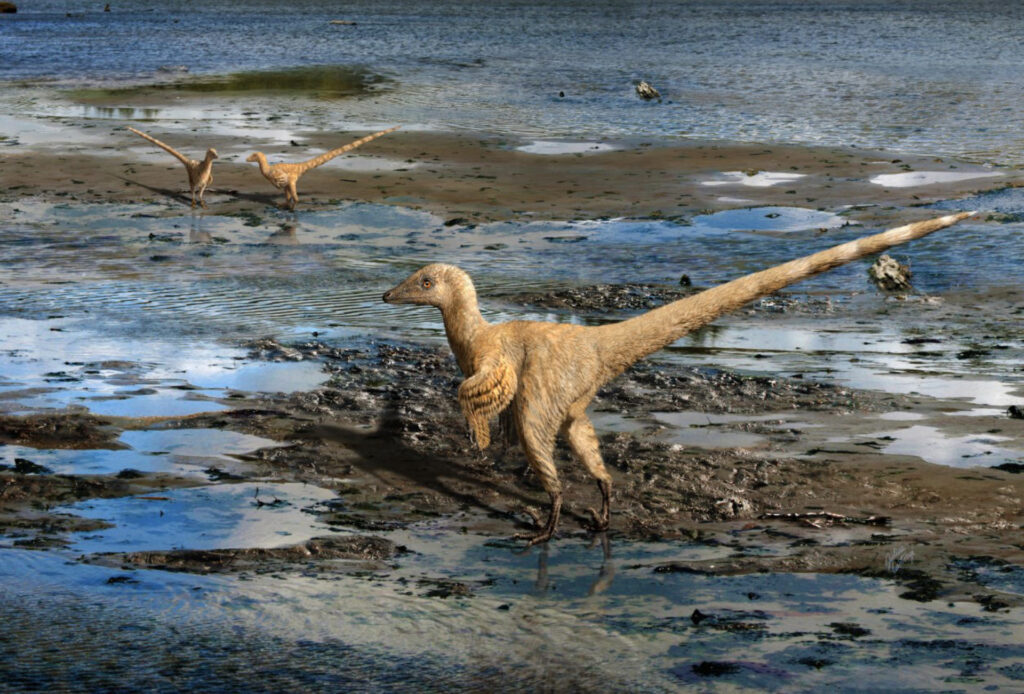 Pack-Hunting Dromaeosaurs