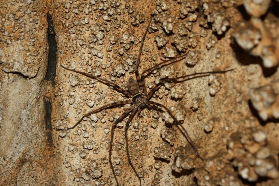Thailand Cave Huntsman Spiders