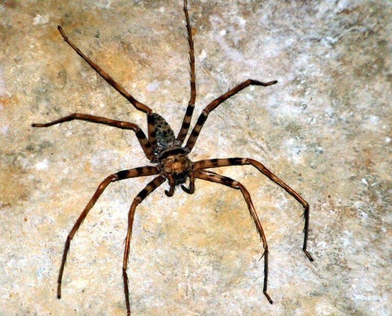 Thailand Cave Huntsman Spiders