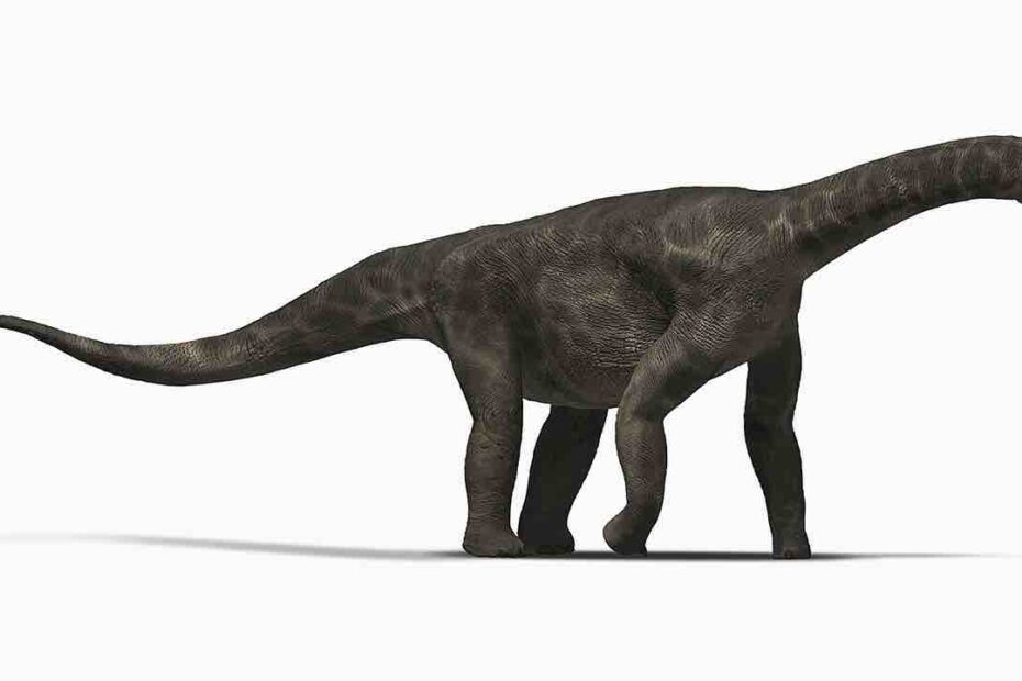 large sauropods