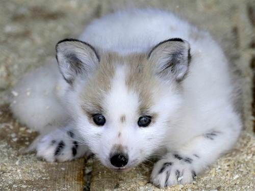 Canadian Marble Fox Pups