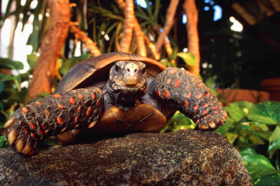 redfoot tortoises