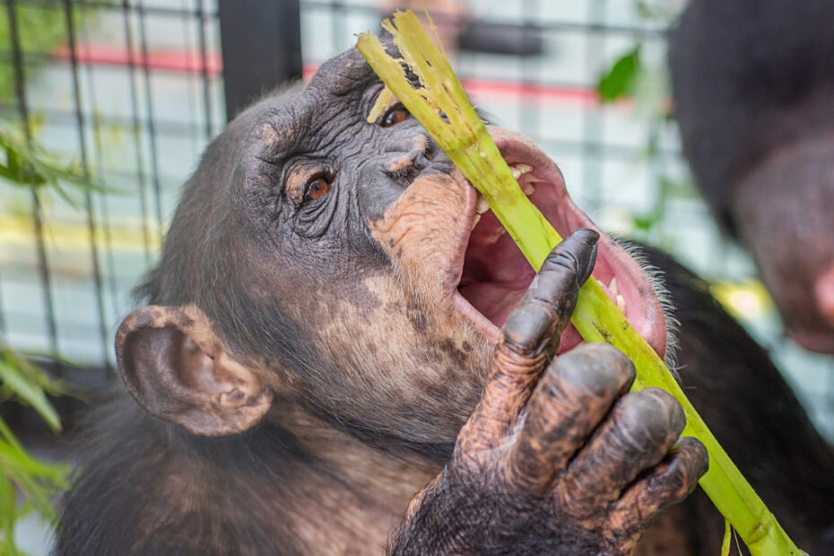bonobos vs chimpanzees