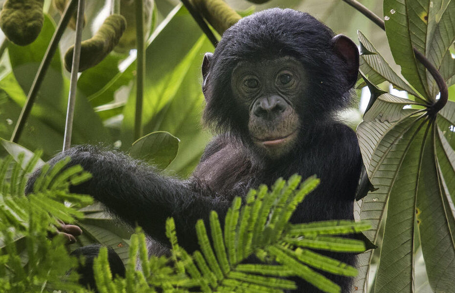 are bonobos apes or monkeys