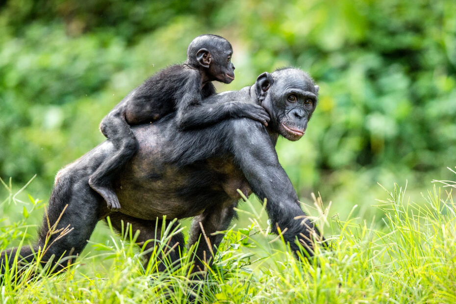 bonobos monkey