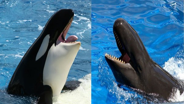 false killer whale vs killer whale