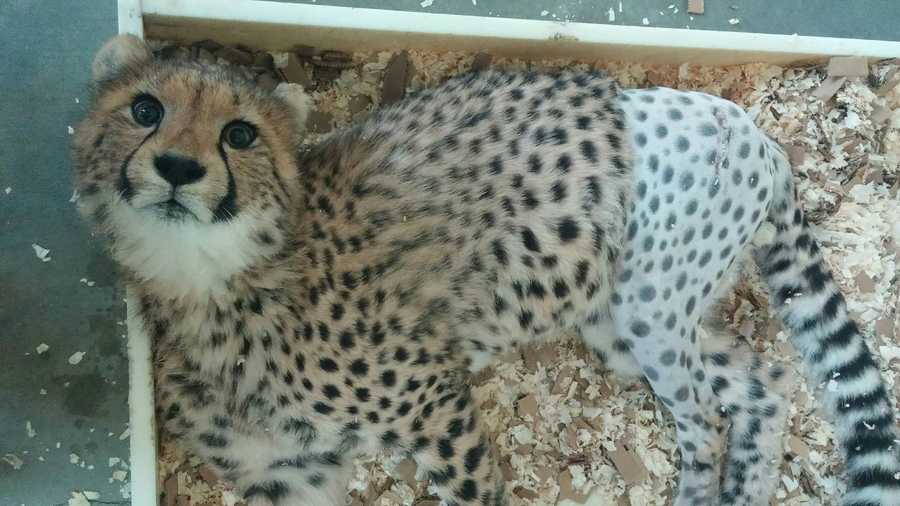 hairless cheetah
