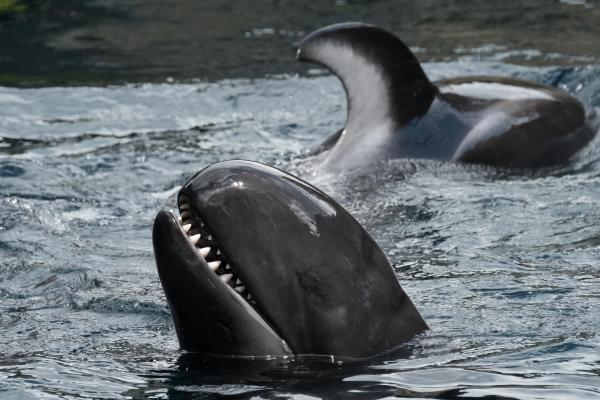 False Killer Whale Vs Orca