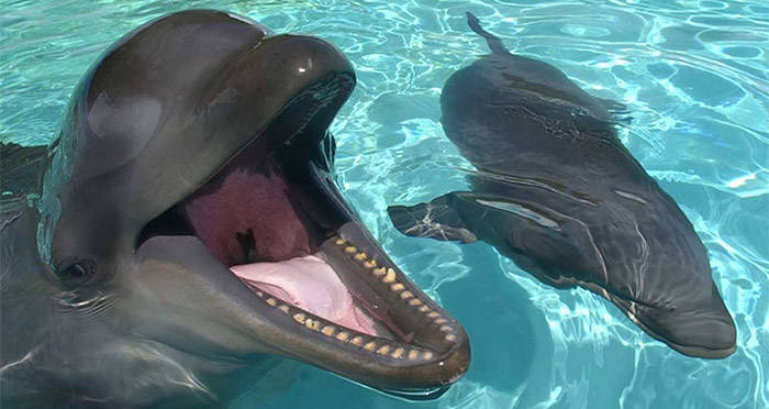 wholphin characteristics