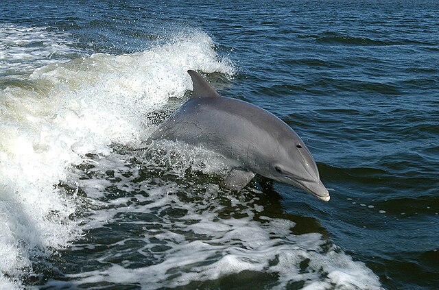 wholphin vs dolphin