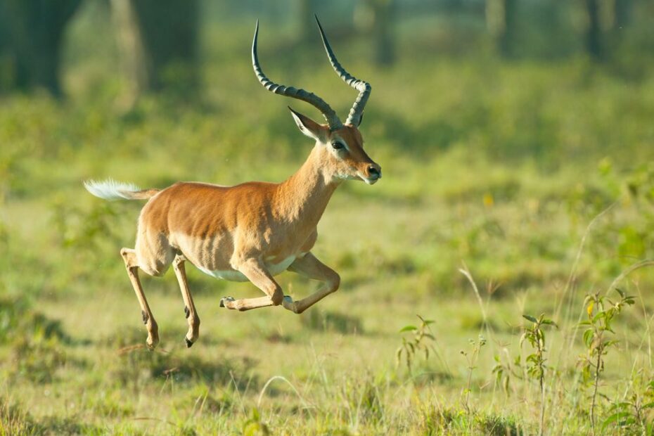 impala deer