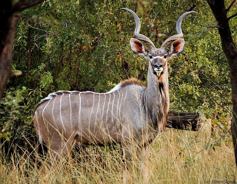 kudu deer hunting