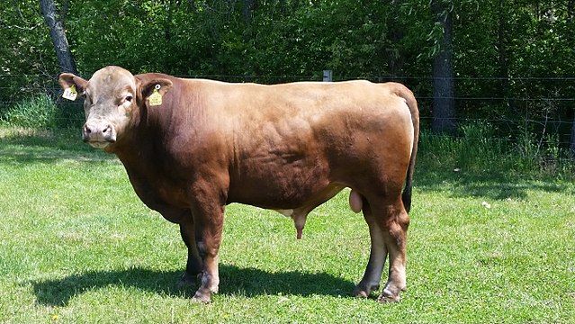 beefalo cattle pros and cons