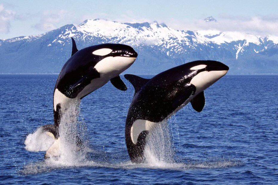 orca whale vs blue whale