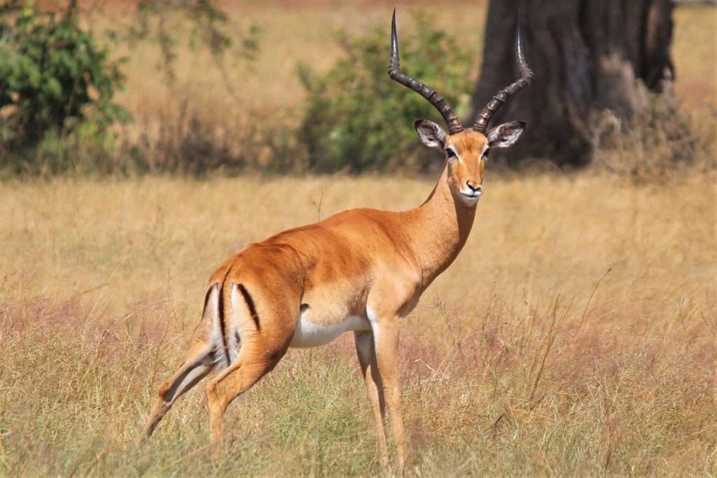 types of impala animals