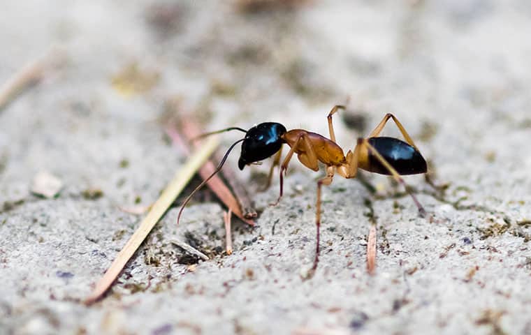 colorado ant species