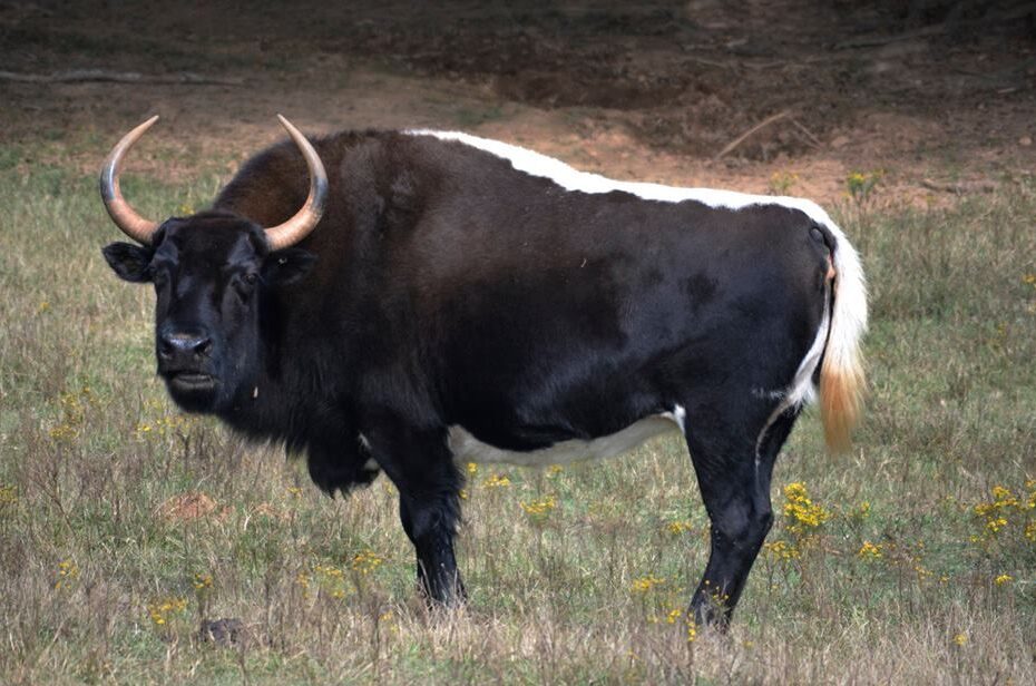 what is a cow-bison hybrid called