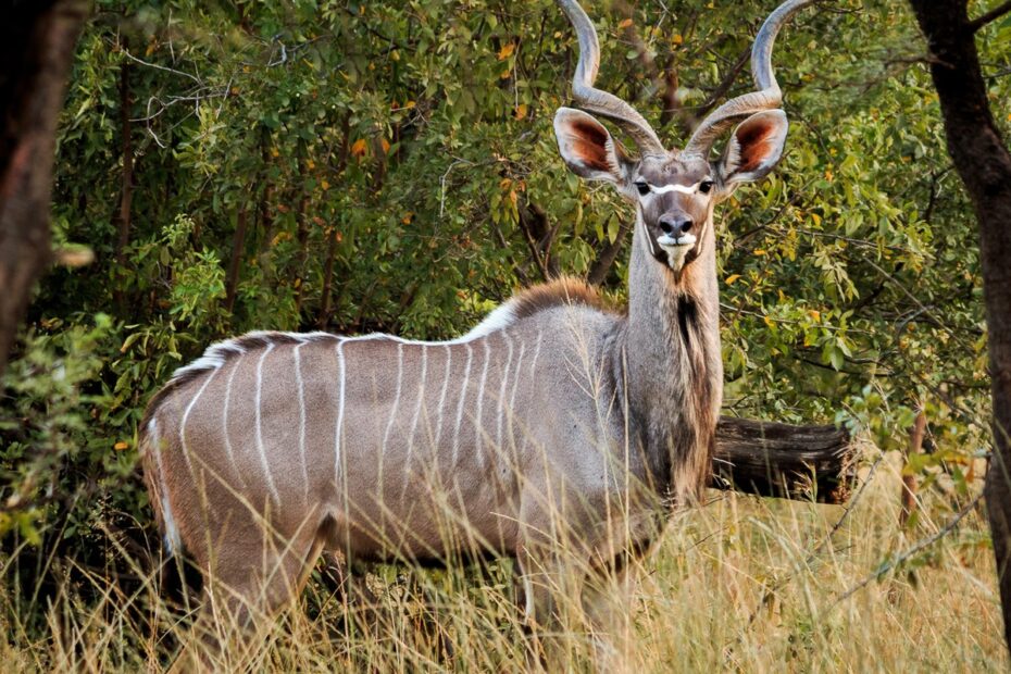 Kudu Deer