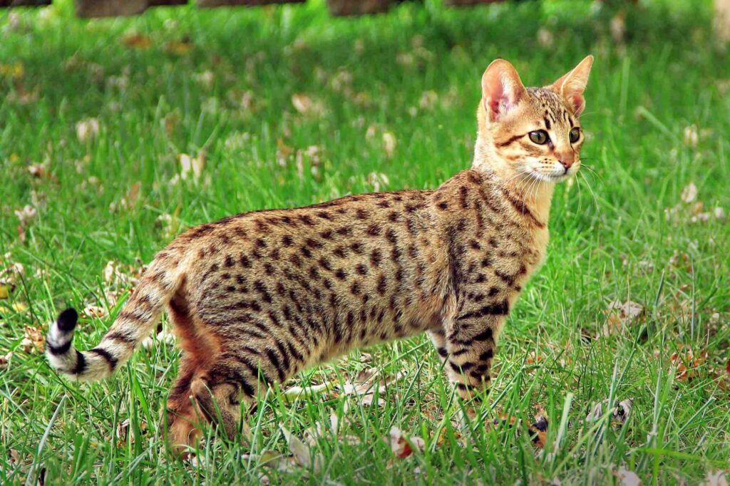 Savannah Cat