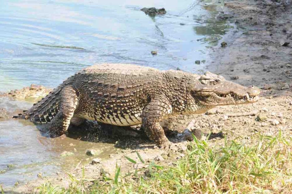 Alligator Crocodile Hybrid